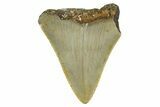 Partial, Fossil Megalodon Tooth - Serrated Blade #371724-1